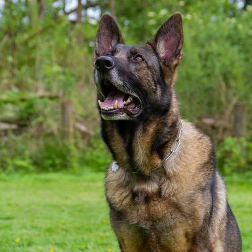 Hundeauslaufgebiet-GHSV Werne e.V.-Bild