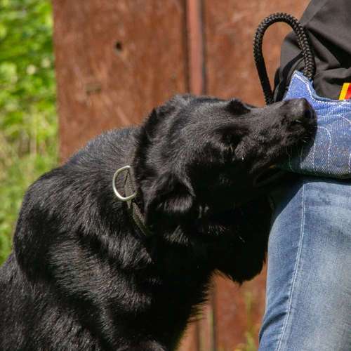 Hundeauslaufgebiet-GHSV Werne e.V.-Bild