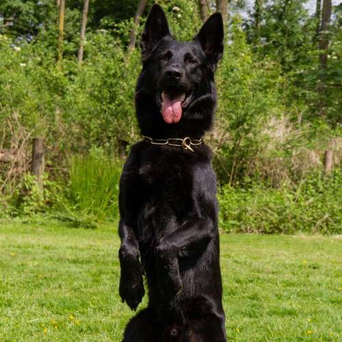 Hundeauslaufgebiet-GHSV Werne e.V.-Bild