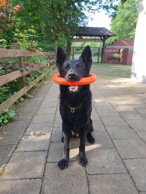 Hundeauslaufgebiet-GHSV Werne e.V.-Bild