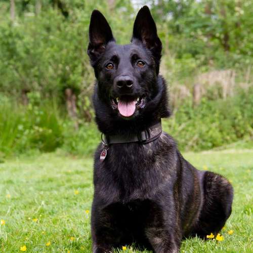 Hundeauslaufgebiet-GHSV Werne e.V.-Bild