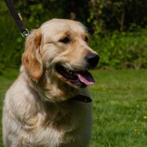 Hundeauslaufgebiet-GHSV Werne e.V.-Bild