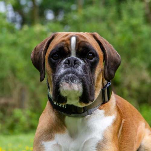 Hundeauslaufgebiet-GHSV Werne e.V.-Bild