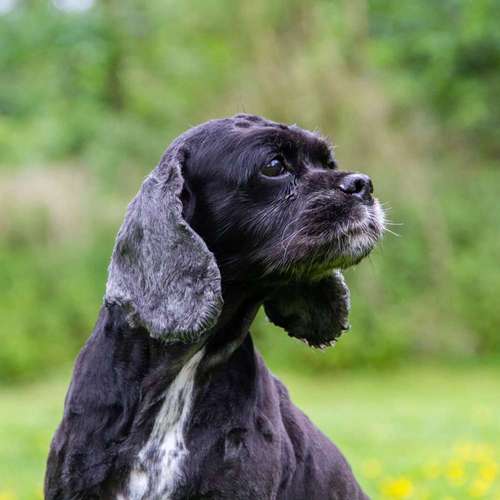 Hundeauslaufgebiet-GHSV Werne e.V.-Bild