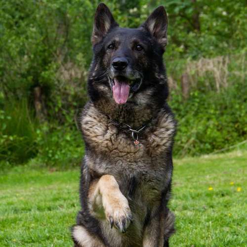 Hundeauslaufgebiet-GHSV Werne e.V.-Bild