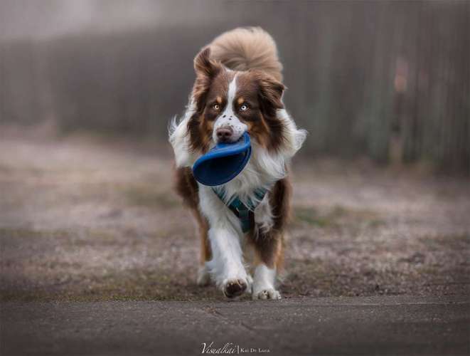 Hundeauslaufgebiet-Visualkai Photography - Kai De Luca-Bild