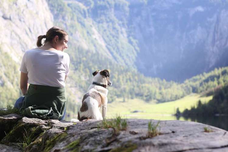 Hundeauslaufgebiet-Auriparacordlidesign-Bild