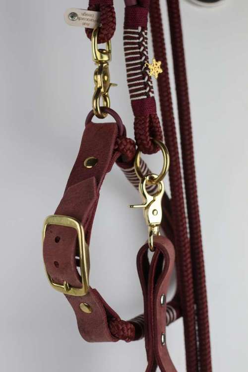 Hundeauslaufgebiet-Auriparacordlidesign-Bild