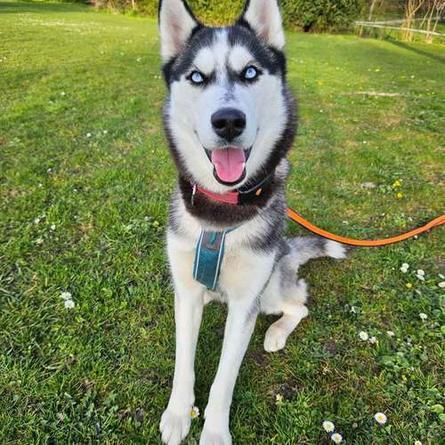 Hundeauslaufgebiet-Carousel-dog-Bild