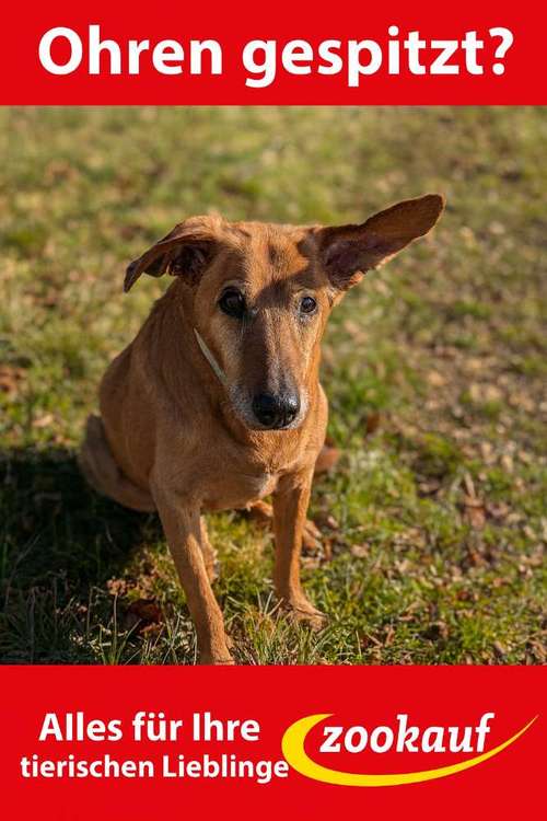 Hundeauslaufgebiet-Zookauf Regenstauf-Bild