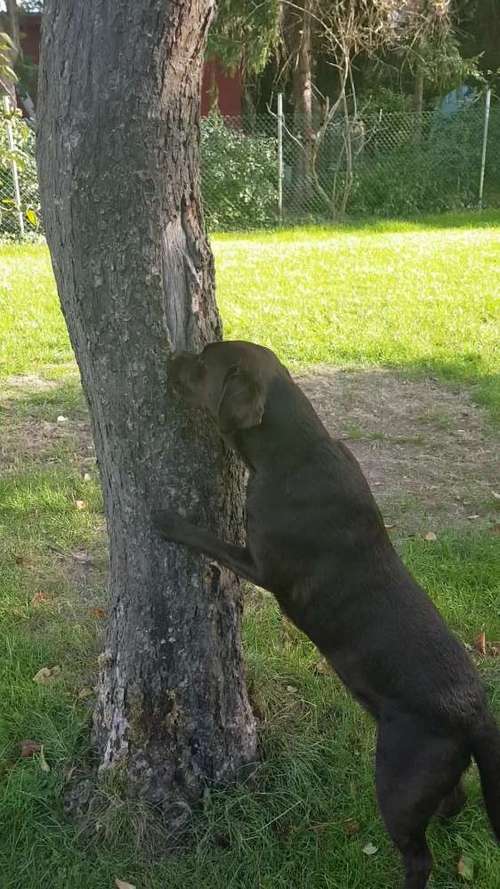 Hundeauslaufgebiet-Gewufft wie-Bild