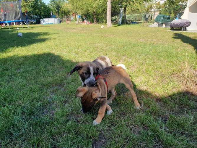 Hundeauslaufgebiet-Gewufft wie-Bild