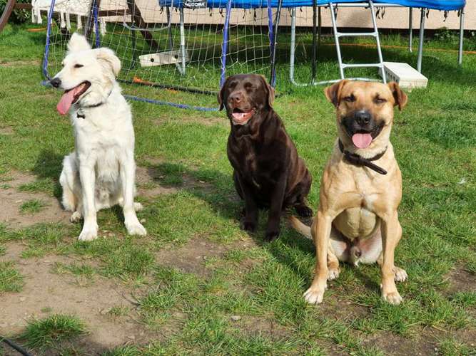 Hundeauslaufgebiet-Gewufft wie-Bild