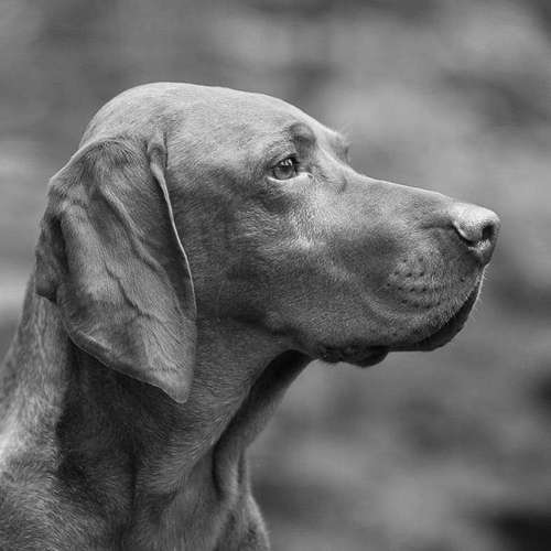 Hundeauslaufgebiet-Tierfotografie Jürgen Latzke-Bild