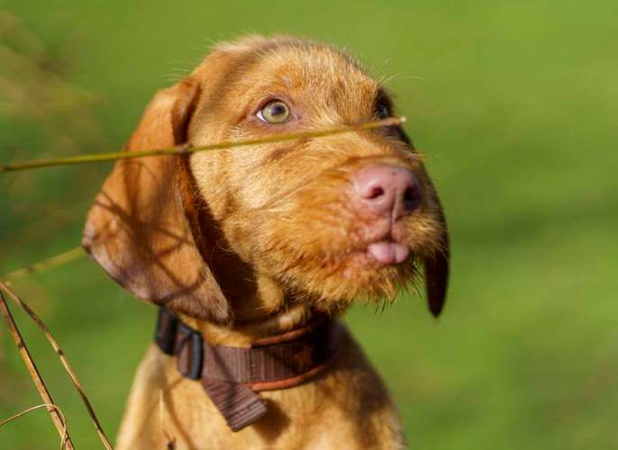 Hundeauslaufgebiet-Tierfotografie Jürgen Latzke-Bild