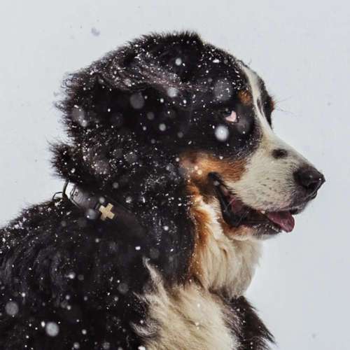 Hundeauslaufgebiet-Tierfotografie Jürgen Latzke-Bild