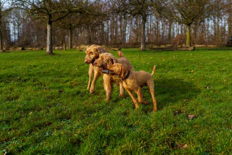 Hundeauslaufgebiet-Tierfotografie Jürgen Latzke-Bild