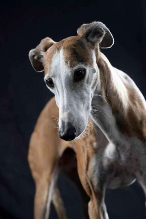 Hundeauslaufgebiet-Tierfotografie Jürgen Latzke-Bild