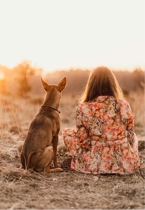 Hundeauslaufgebiet-Buddog Coaching-Bild