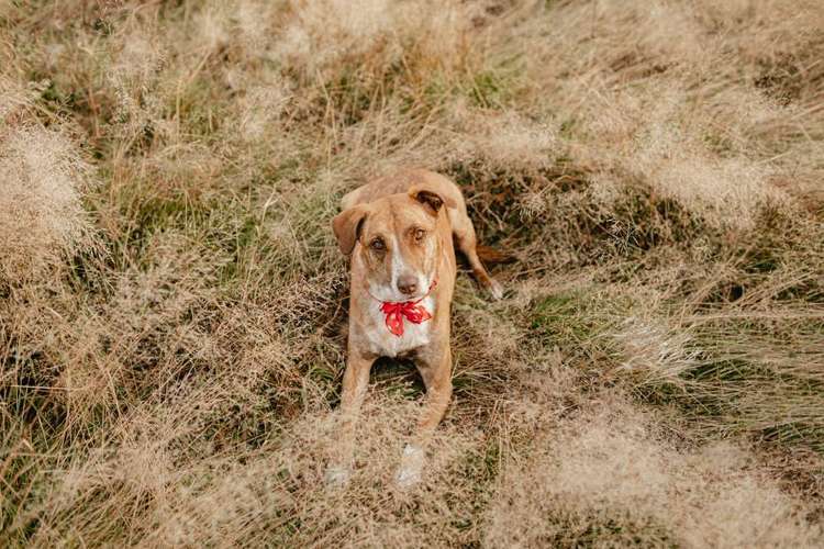 Hundeauslaufgebiet-Hundetraining Ferstl Josefine-Bild