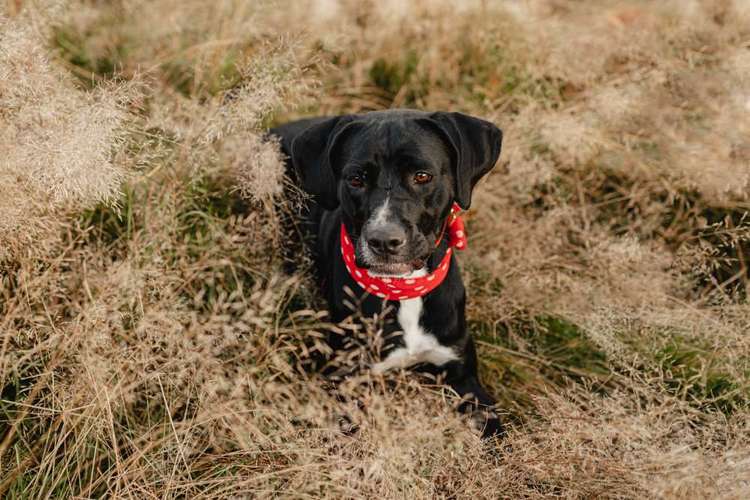Hundeauslaufgebiet-Hundetraining Ferstl Josefine-Bild