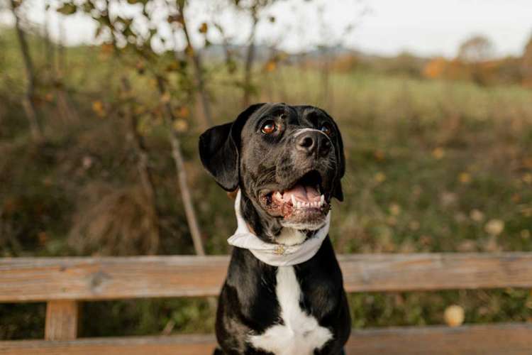 Hundeauslaufgebiet-Hundetraining Ferstl Josefine-Bild