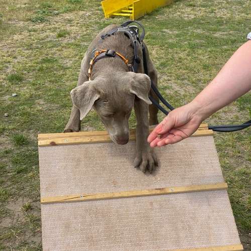 Hundeauslaufgebiet-Hundetrainingszentrum Braunschweig-Bild