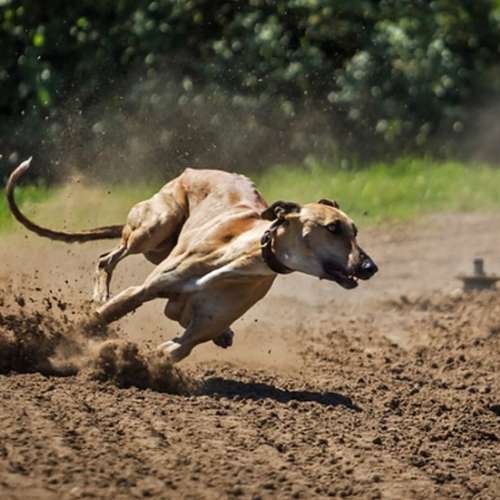 Hundeauslaufgebiet-Hundetrainingszentrum Braunschweig-Bild