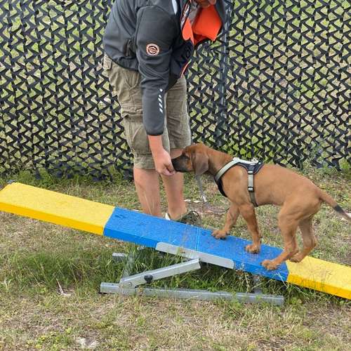 Hundeauslaufgebiet-Hundetrainingszentrum Braunschweig-Bild