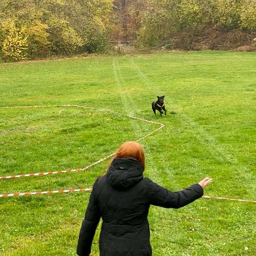 Hundeauslaufgebiet-Hundetrainingszentrum Braunschweig-Bild