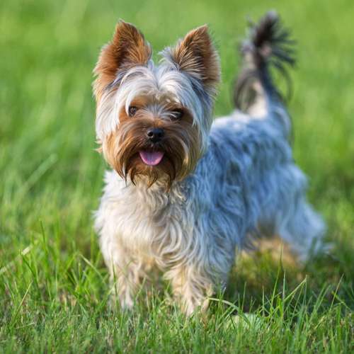 Hundeauslaufgebiet-Hundetrainingszentrum Braunschweig-Bild