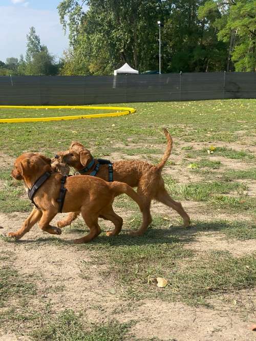 Hundeauslaufgebiet-Hundetrainingszentrum Braunschweig-Bild