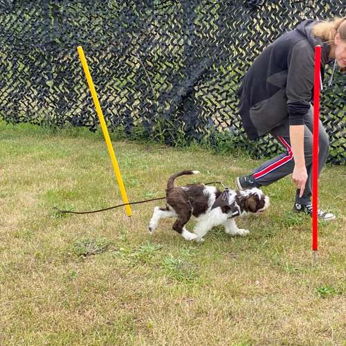 Hundeauslaufgebiet-Hundetrainingszentrum Braunschweig-Bild