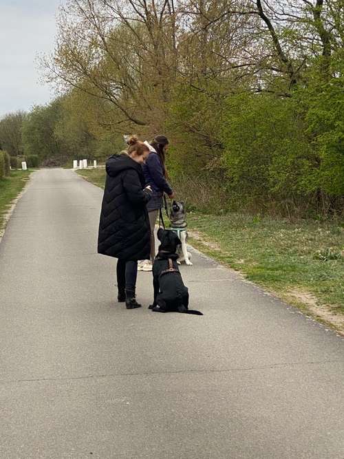 Hundeauslaufgebiet-Hundetrainingszentrum Braunschweig-Bild