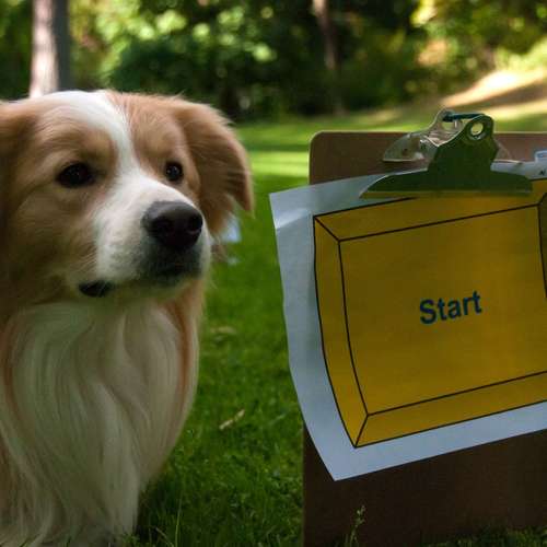 Hundeauslaufgebiet-Hundetrainingszentrum Braunschweig-Bild