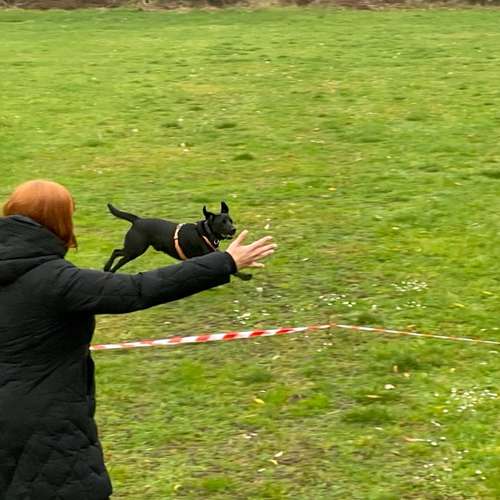 Hundeauslaufgebiet-Hundetrainingszentrum Braunschweig-Bild