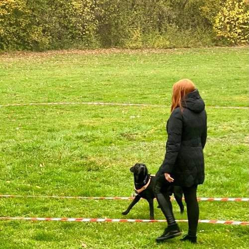 Hundeauslaufgebiet-Hundetrainingszentrum Braunschweig-Bild