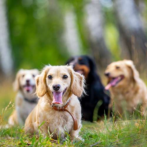 Hundeauslaufgebiet-Hundetrainingszentrum Braunschweig-Bild
