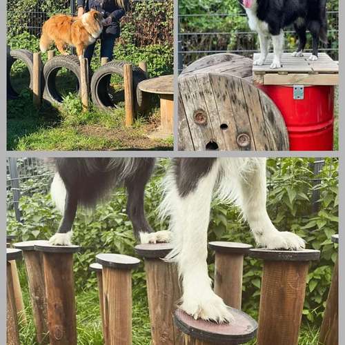 Hundeauslaufgebiet-Hundetrainingszentrum Braunschweig-Bild