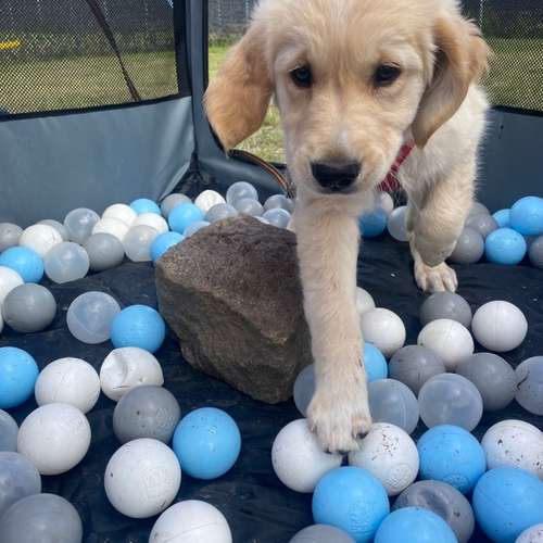 Hundeauslaufgebiet-Hundetrainingszentrum Braunschweig-Bild