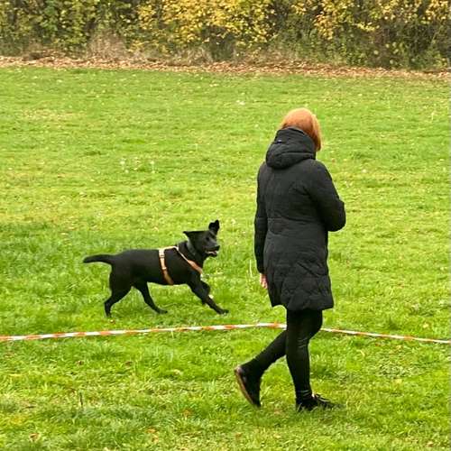 Hundeauslaufgebiet-Hundetrainingszentrum Braunschweig-Bild