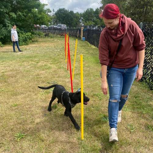 Hundeauslaufgebiet-Hundetrainingszentrum Braunschweig-Bild