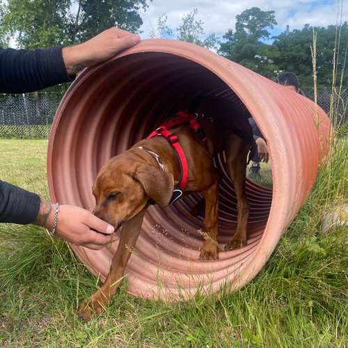 Hundeauslaufgebiet-Hundetrainingszentrum Braunschweig-Bild
