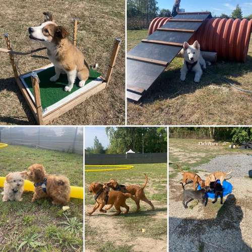 Hundeauslaufgebiet-Hundetrainingszentrum Braunschweig-Bild