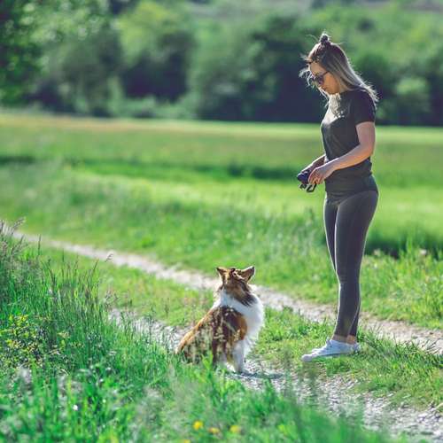 Hundeauslaufgebiet-Hundetrainingszentrum Braunschweig-Bild