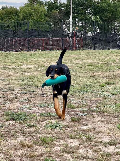 Hundeauslaufgebiet-Hundetrainingszentrum Braunschweig-Bild