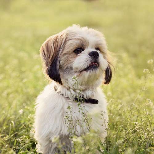 Hundeauslaufgebiet-Hundetrainingszentrum Braunschweig-Bild