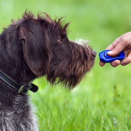 Hundeauslaufgebiet-Hundetrainingszentrum Braunschweig-Bild