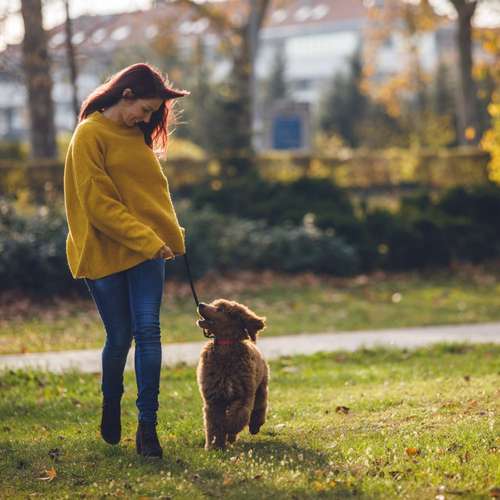 Hundeauslaufgebiet-Hundetrainingszentrum Braunschweig-Bild