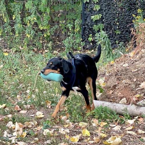 Hundeauslaufgebiet-Hundetrainingszentrum Braunschweig-Bild